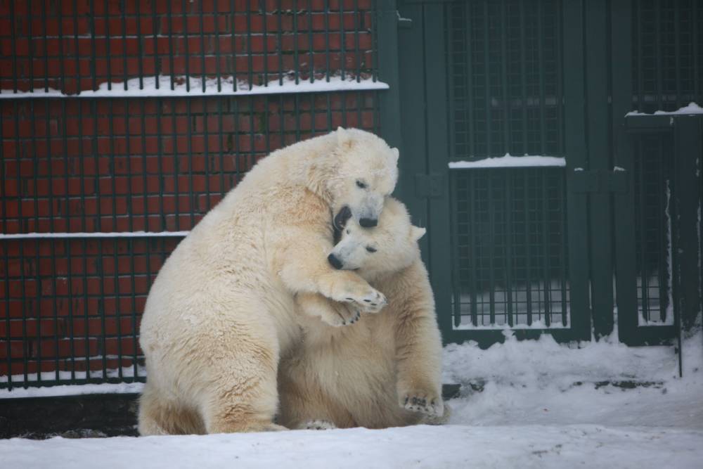 Горожане в белой одежде бесплатно посетят Московский зоопарк 27 февраля