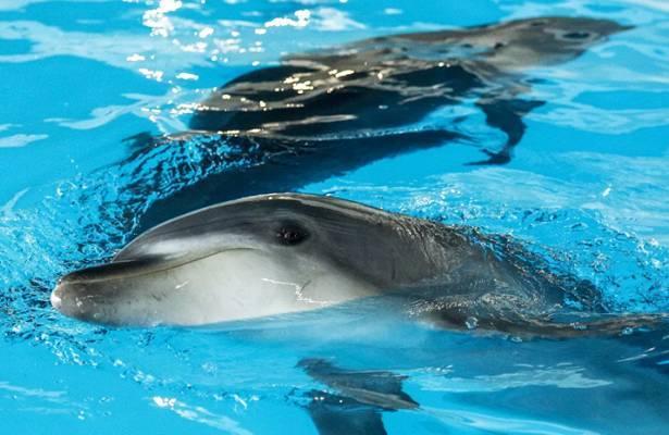 Учёные оценили ситуацию с численностью дельфинов в Чёрном море