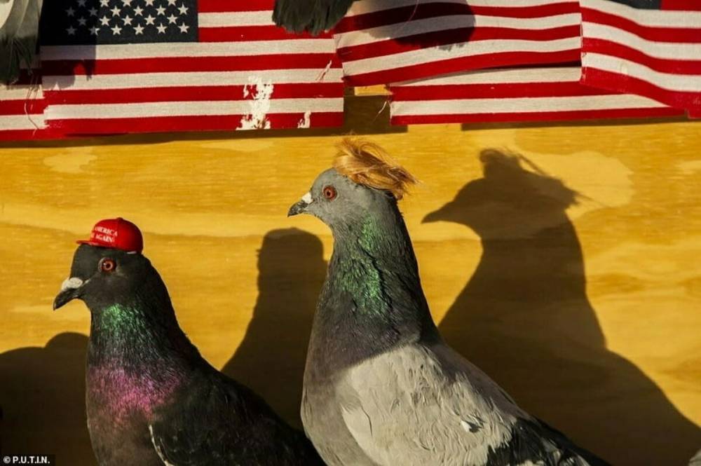Сторонники Трампа из группировки P.U.T.I.N. выпустили голубей в кепках «Сделаем Америку снова великой». Их обвинили в насилии над животными