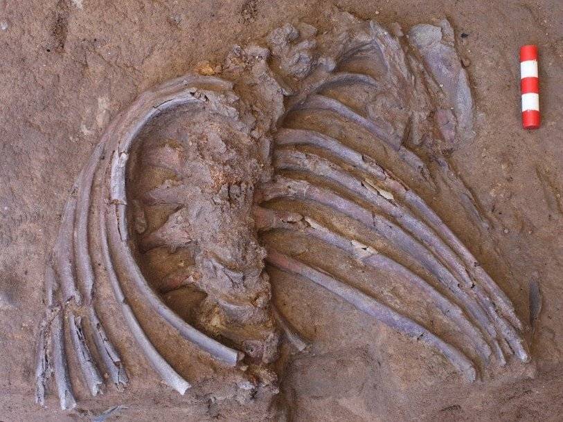 Новые находки из знаменитой пещеры Шанидар говорят в пользу существования погребальных ритуалов у неандертальцев - polit.ru - Колумбия - Курдистан