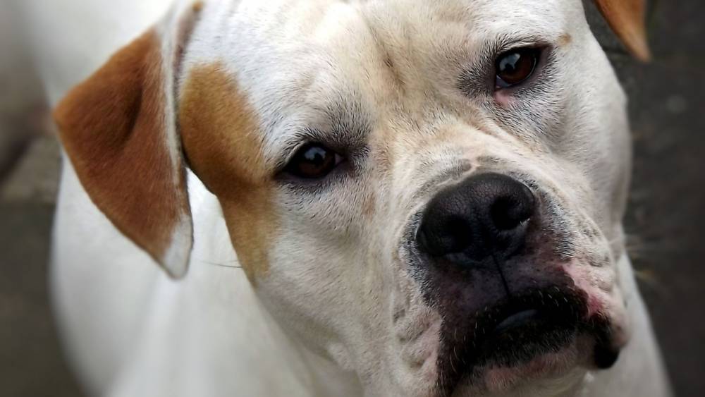 Хозяина изуродовавшего ребенка пса отправили под суд в Пскове