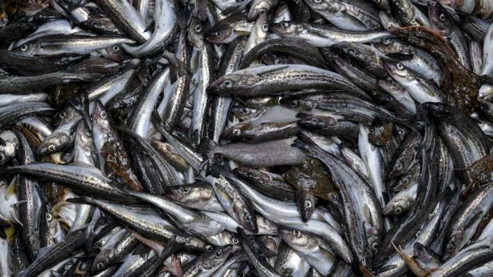 Эксперт предупредил о вреде выведенной в садках рыбы