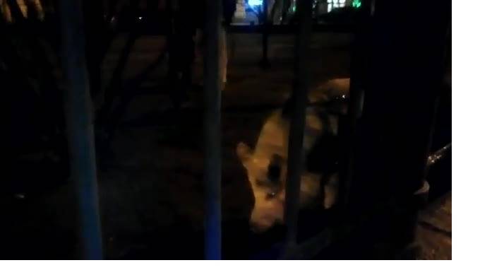 Видео: в центре Петербурга заметили свинью на поводке