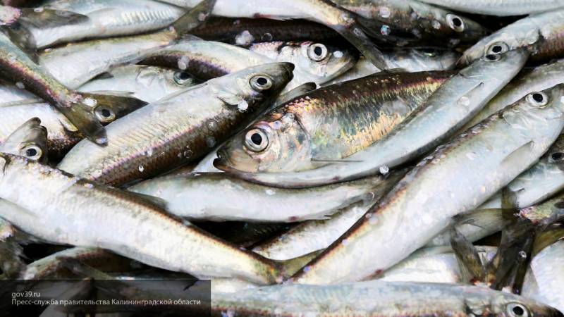 Глава информагентства по рыболовству предупредил россиян об опасности садковой рыбы