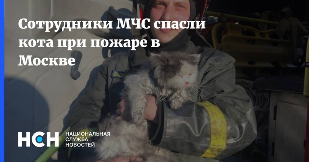 Сотрудники МЧС спасли кота при пожаре в Москве
