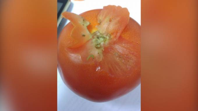 В Петербург не пустили более 18 тонн зараженных томатов