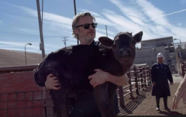 Хоакин Феникс спас корову и теленка со скотобойни - Cursorinfo: главные новости Израиля