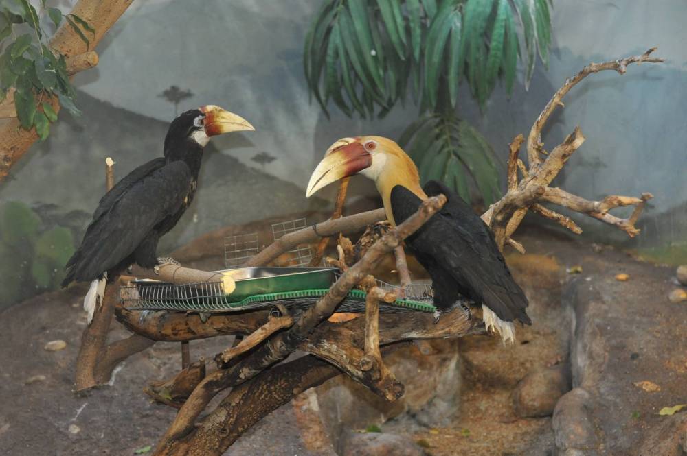 Птицы московского зоопарка почувствовали весну и начали брачные игры