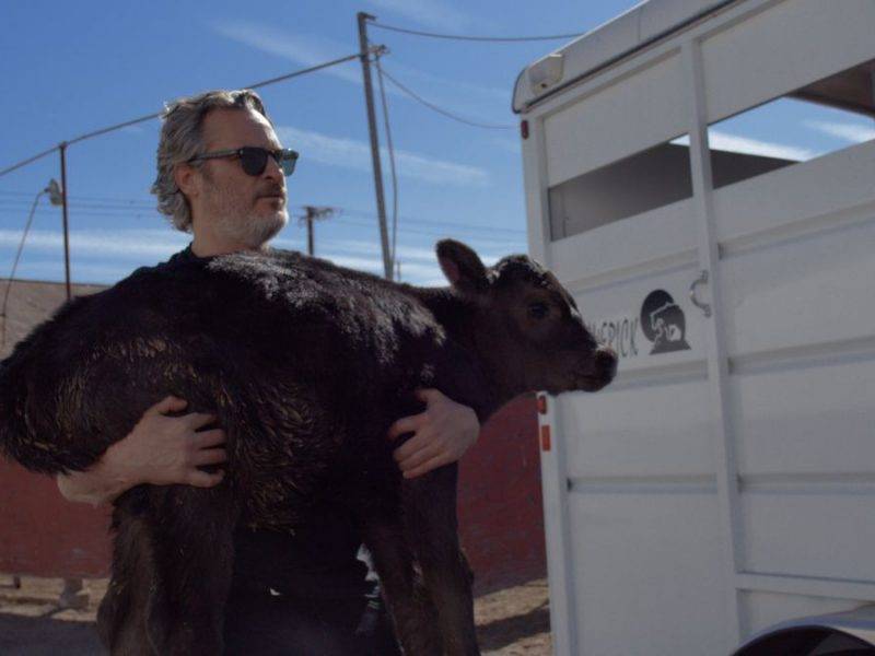 Хоакин Феникс забрал корову и ее теленка со скотобойни