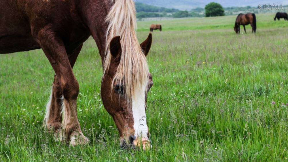 Волонтеры обнаружили концлагерь для лошадей в Дзержинске