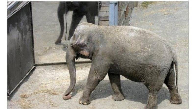 Суд: слон «не является человеком», и потому его не освободят из зоопарка Нью-Йорка