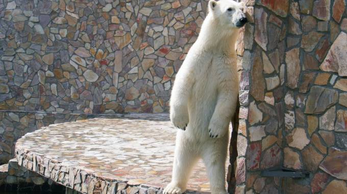 День белого медведя пройдёт в Ленинградском зоопарке