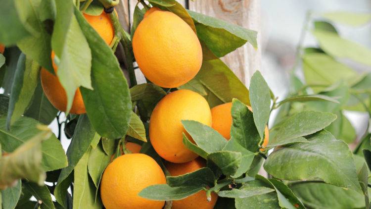Не хуже французских или как в Крыму выращивают лимоны