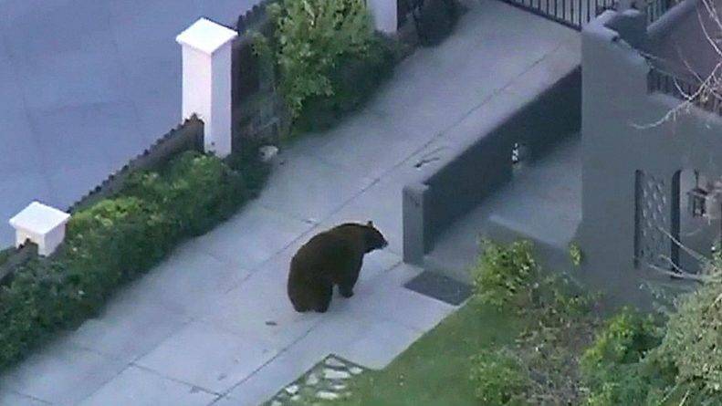 Медведь два дня разгуливал по улицам города в Калифорнии