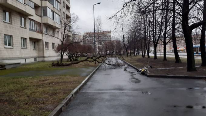 Ветер валит деревья в Петербурге