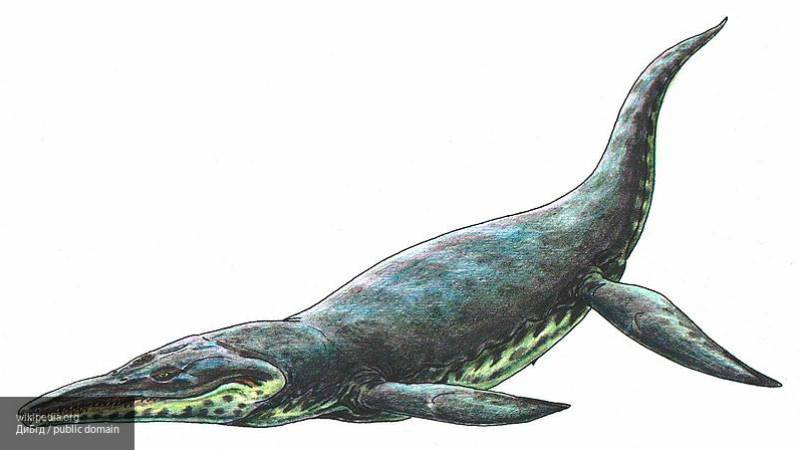 Ученые РФ: обнаруженный под Саратовом позвонок динозавра принадлежал гигантскому плиозавру
