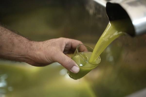 Учёные назвали оливковое масло самым полезным продуктом средиземноморской диеты