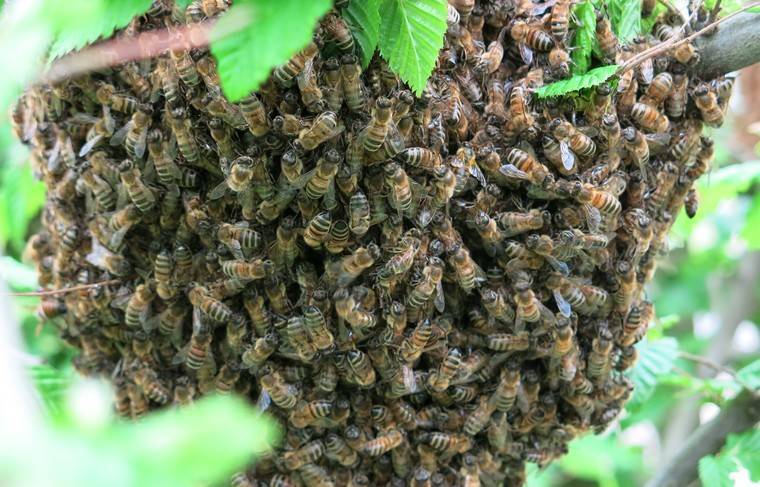 Рой из 40 тысяч пчёл покусал пятерых человек в США