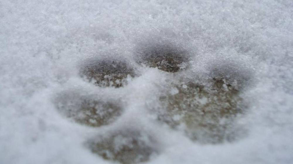 Многодетная мать спасла собаку из ледяной воды в Мытищах