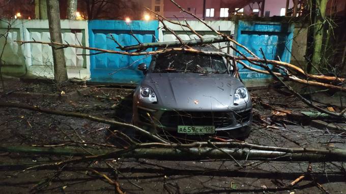 За ночь на петербургские машины упали деревья, дорожные знаки и щиты