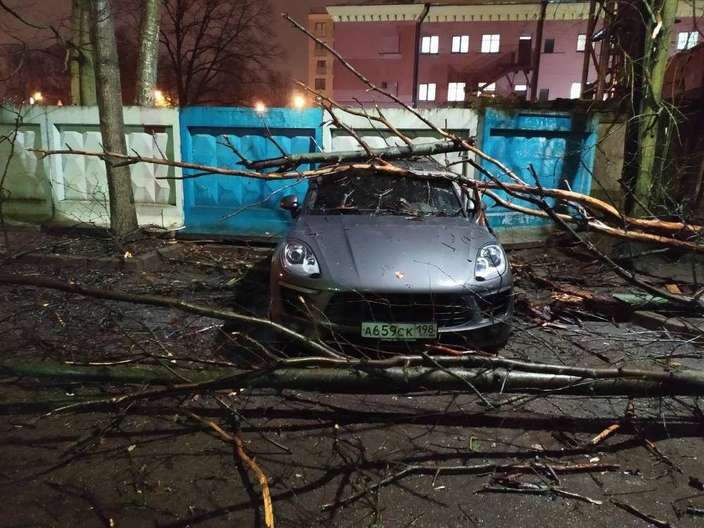 Штормовой ветер в Петербурге повалил дерево на Porsche