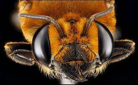 В Калифорнии рой из 40 тыс. африканских пчел атаковал полицейских и пожарных: 5 человек госпитализированы