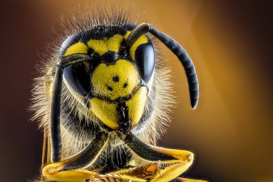 В Калифорнии 40 тысяч пчел-убийц вырвались из гостиницы и напали на прохожих. Из-за них пришлось перекрыть улицу