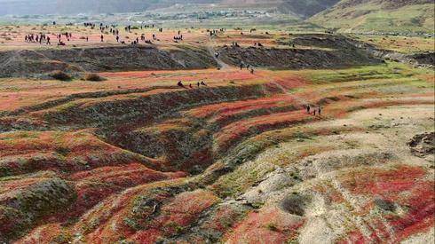 Около Мертвого моря расцвели цветы: взгляд с высоты птичьего полета