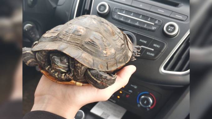 Местные жители выловили черепаху из пруда в Горелово