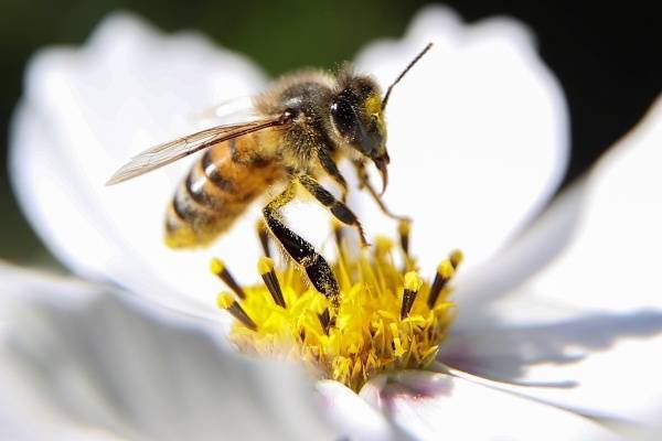 Власти Калифорнии закрыли улицу города Пасадена из-за атаки пчёл