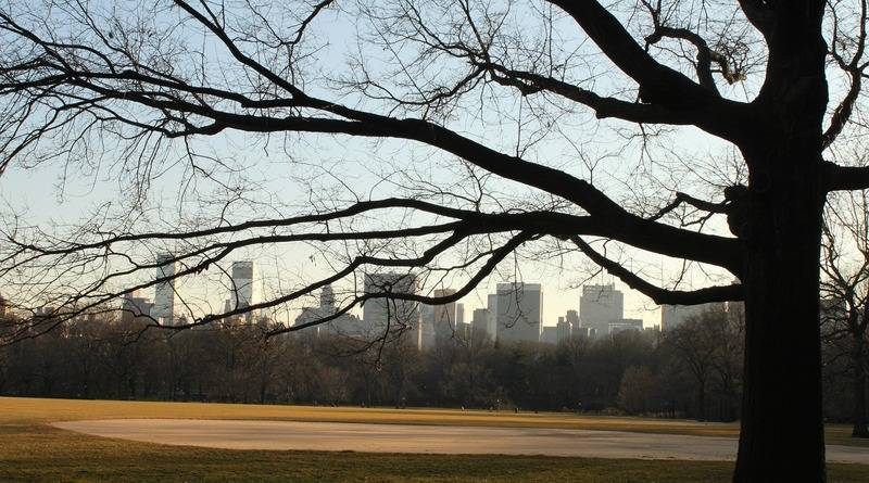 В Центральном парке в Нью-Йорке нашли тело повешенного на дереве