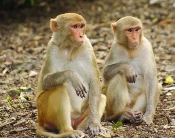 Ученые заразили 18 обезьян коронавирусом в попытках разработать вакцину