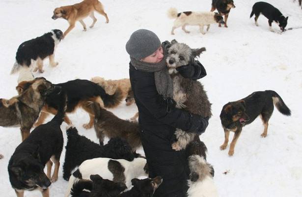 Две трети субъектов РФ не могут исполнять закон о бездомных животных