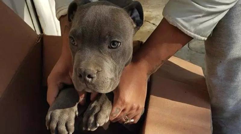 Около приюта для животных нашли щенка с запиской. Ребенок отдал собаку, чтобы спасти от жестокого отца