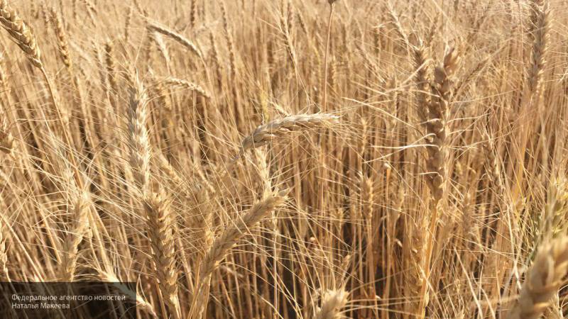 Россия может в третий раз побить рекорд по экспорту пшеницы в мире