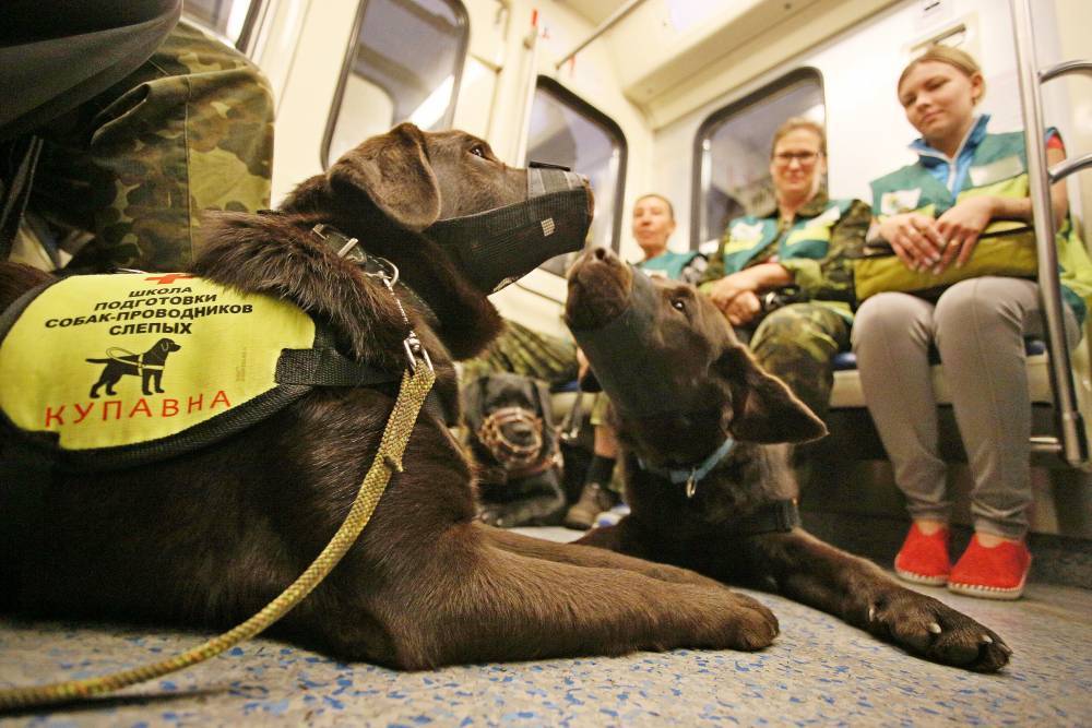 Около 40 собак-проводников пройдут обучение в московском метро в 2020 году