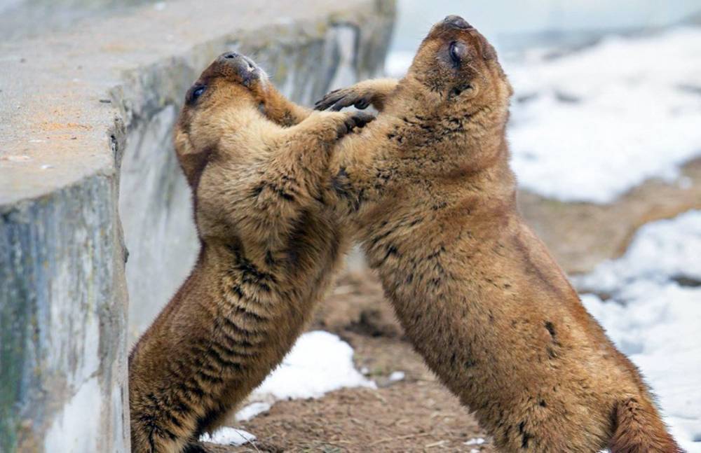 Сурки московского зоопарка проснулись раньше срока из-за теплой погоды