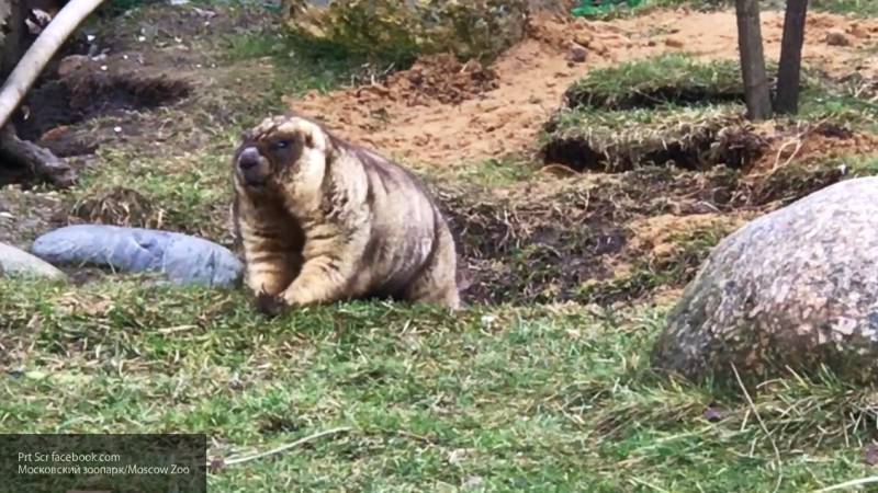 Сурки в московском зоопарке из-за теплой погоды проснулись на три недели раньше срока