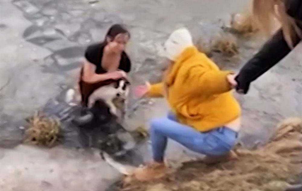 Женщина прыгнула в ледяной пруд ради спасения собаки (видео)