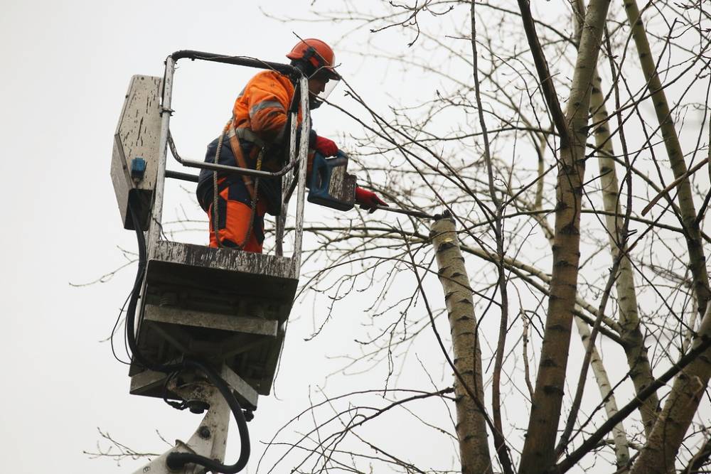 Работы по обрезке деревьев начались в Москве