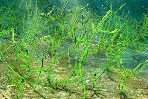 В Китае нашли водоросль возрастом в миллиард лет