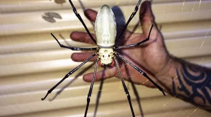 Мужчина обнаружил в своем доме огромного «паука-монстра» и сделал фото