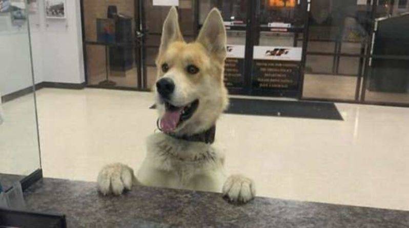 Потерявшаяся собака сама пришла в полицейский участок, чтобы ей помогли найти хозяев