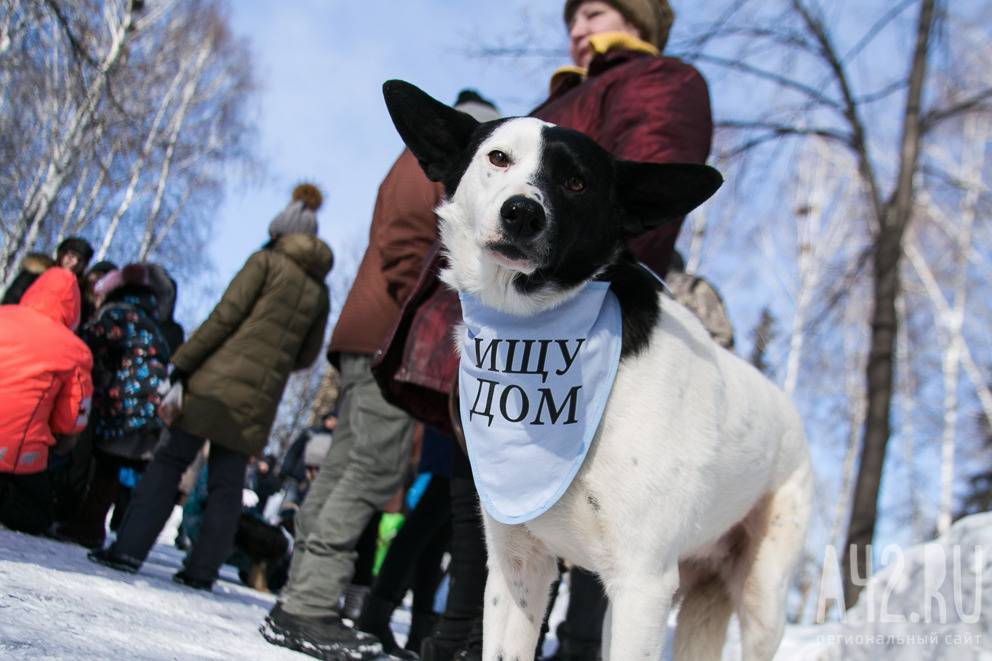 Мэрия Кемерова потратит более 8 миллионов рублей на бездомных животных