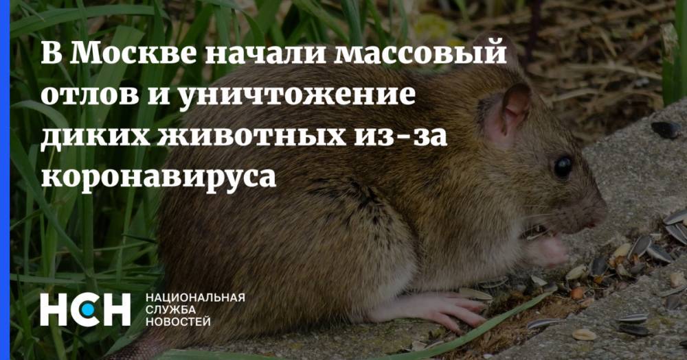В Москве начали массовый отлов и уничтожение диких животных из-за коронавируса