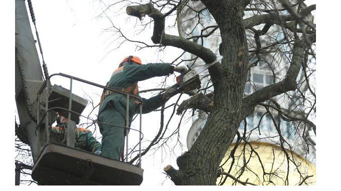 Петербургские депутаты одобрили санитарную рубку деревьев