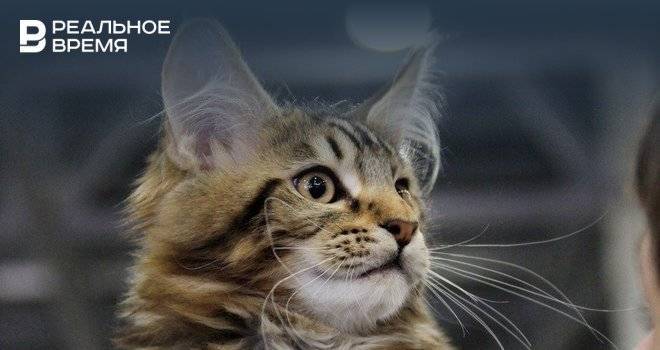 Польский министр обвинил кошек в распространении коронавирусов