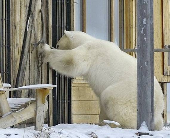 Жителей России ждет нашествие белых медведей : Общество Newsland