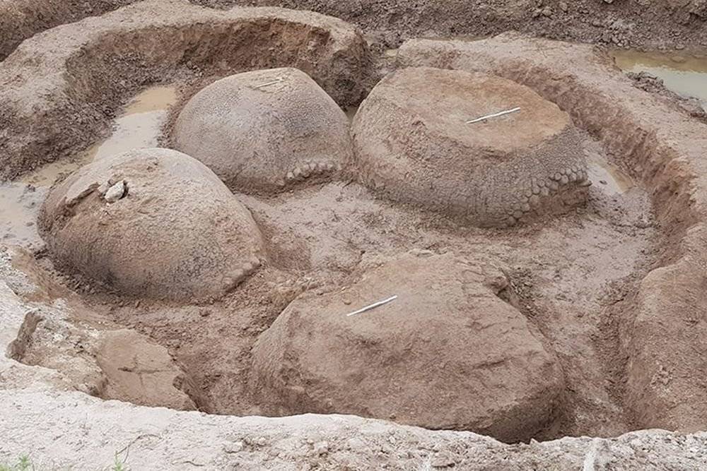 Найдены огромные панцири одновременно умерших древних загадочных животных