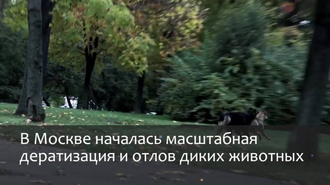 В Москве начали отлов диких животных из-за коронавируса
